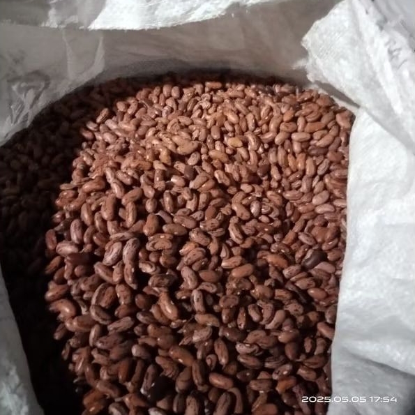 

Kacang Merah Baru Panen Langsung dari Petani