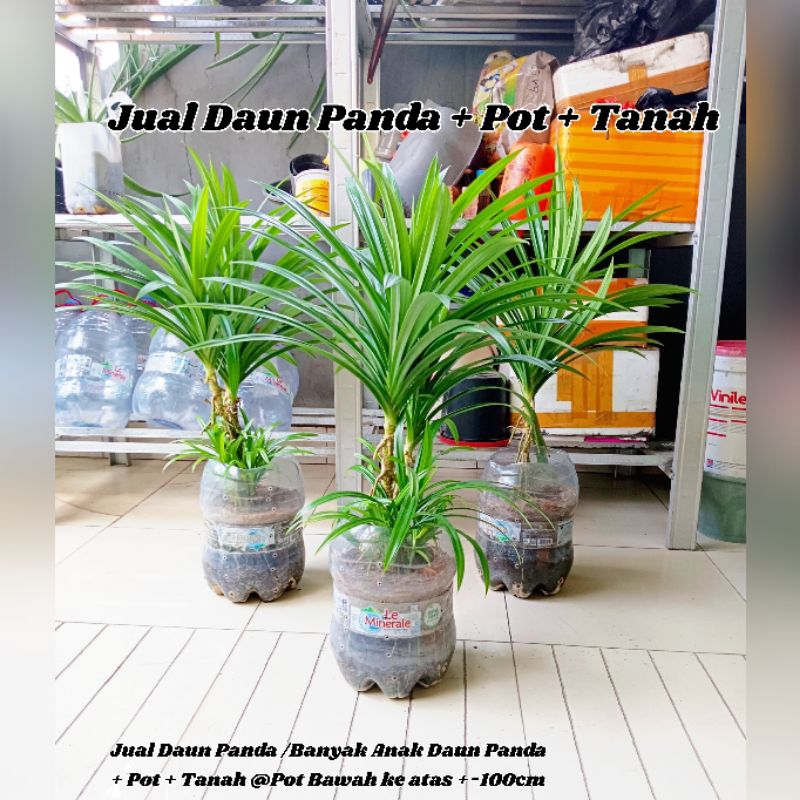 Jual Tanaman Daun Pandan Wangi 1Pot Jumbo + Banyak Anak Pandan