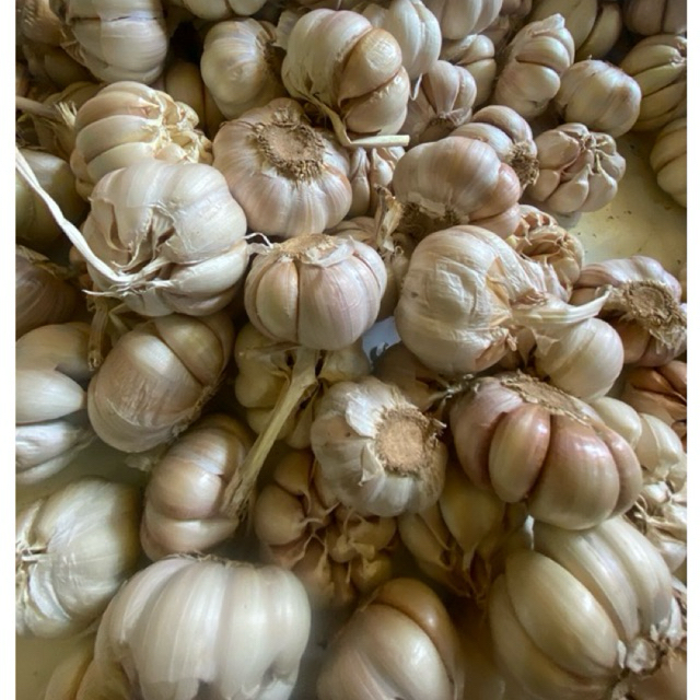 

bawang putih fresh kemasan 250gr 500gr bisa cod