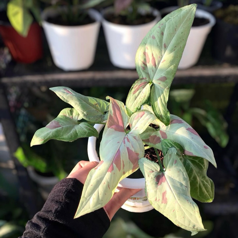 Tanaman hias syngonium pink salmon - Syngonium strawberry milk