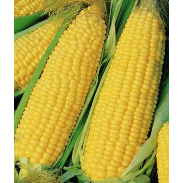 

Jagung Manis Kulit 1 kg - Fresh Sweet Corn 1 Kg