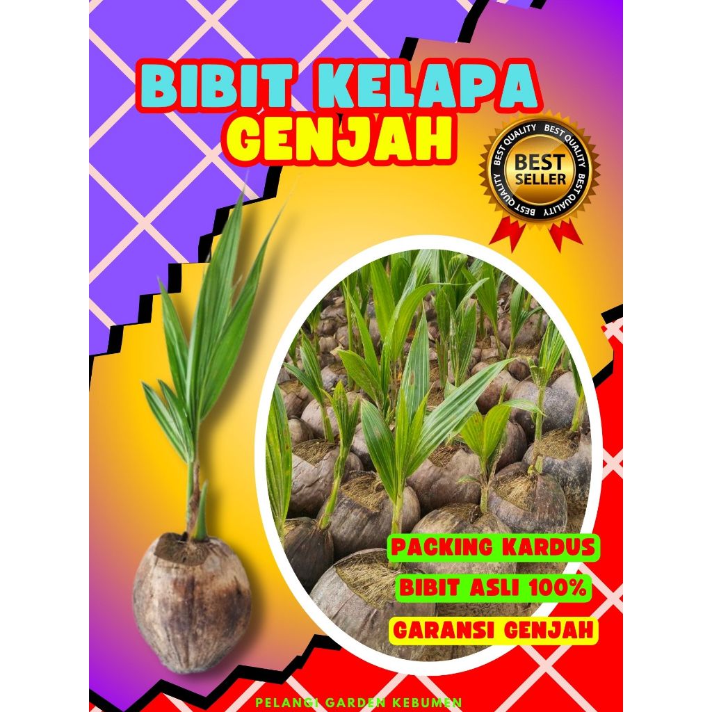 KUALITAS UNGGUL.. Benih Buah Kelapa Kopyor Sumenep, Benih Buah Kelapa Kopyor Besar, Benih Buah Kelap