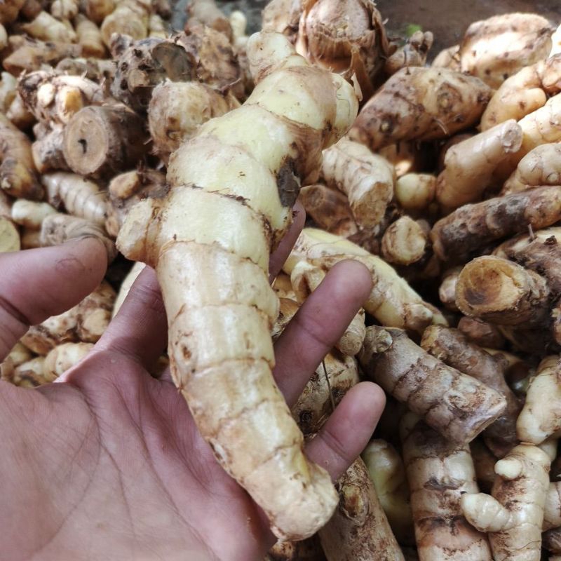 

Temu mangga segar untuk mengatasi gangguan pencernaan kemasan 500 gr