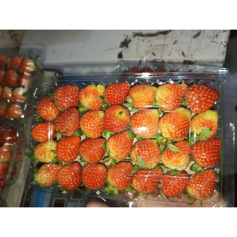 

STROBERY FRESH GRADE MEDIUM -+500GR