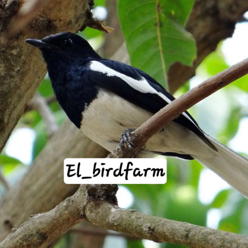 KACER KALIMANTAN(HITAM PUTIH)