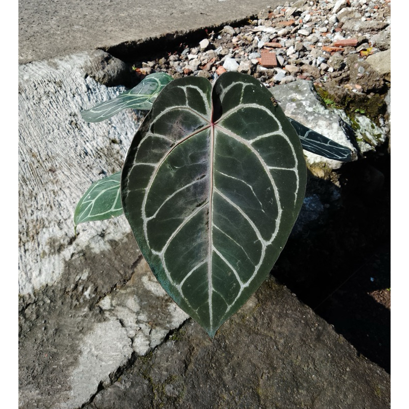 Anthurium Red Crystallinum