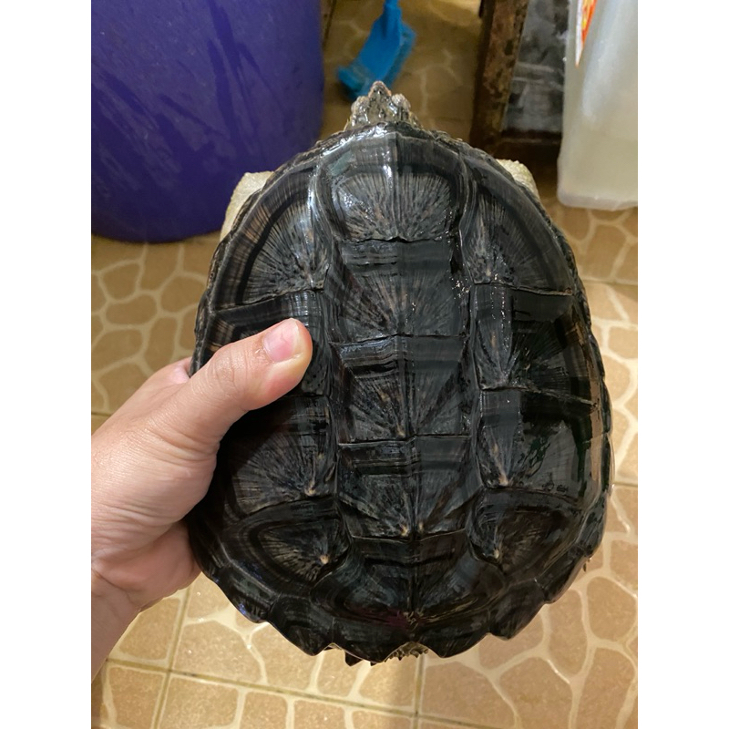 kura CST common snapping turtle size 21cm up