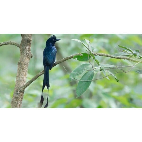 Srigunting Kantil Ekor Bondol Bandung