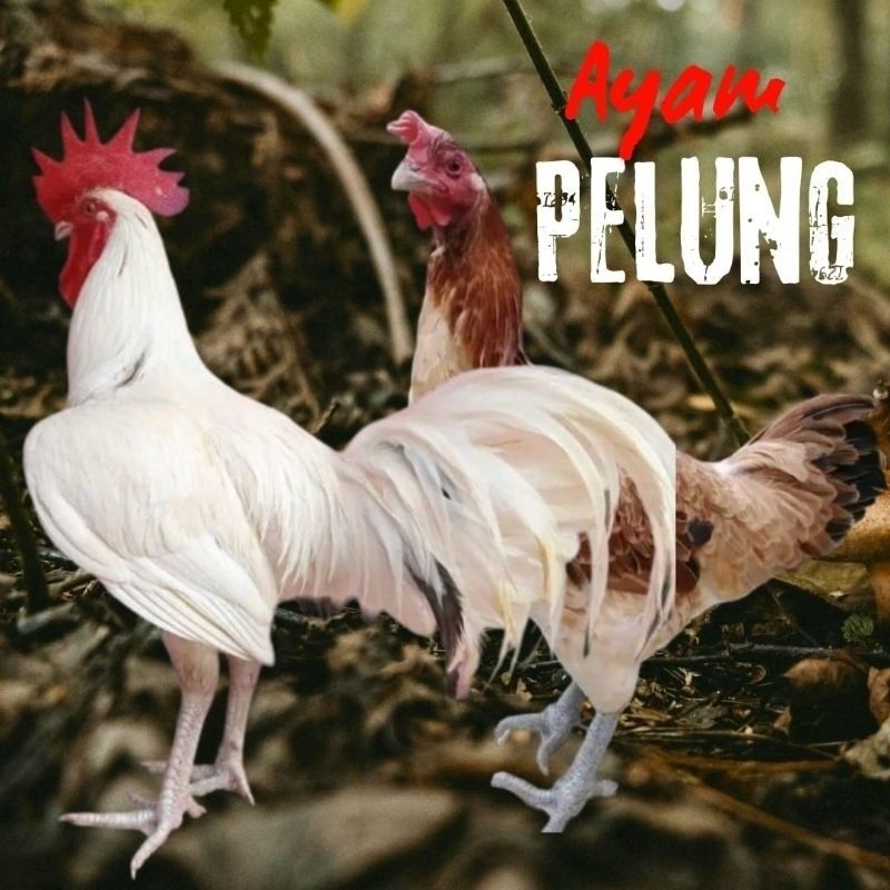 

Telur Tetas Ayam Pelung Telur fertil Putih ORI untuk ditetaskan Beli 3 gratis 1