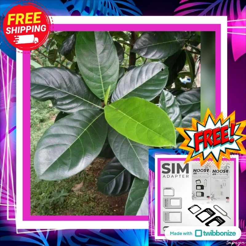 

Daun Nangka Segar / Kering – Harga Per Lembar | Herbal Alami | Bonus Gratis Ongkir