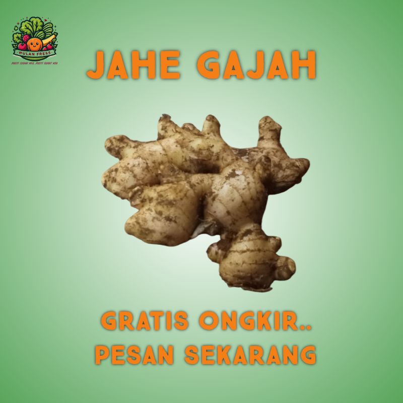 

JAHE GAJAH