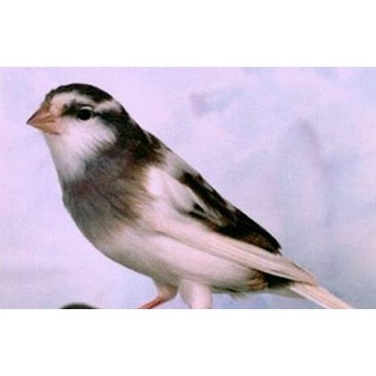 Kenari Loper Panda Bandung