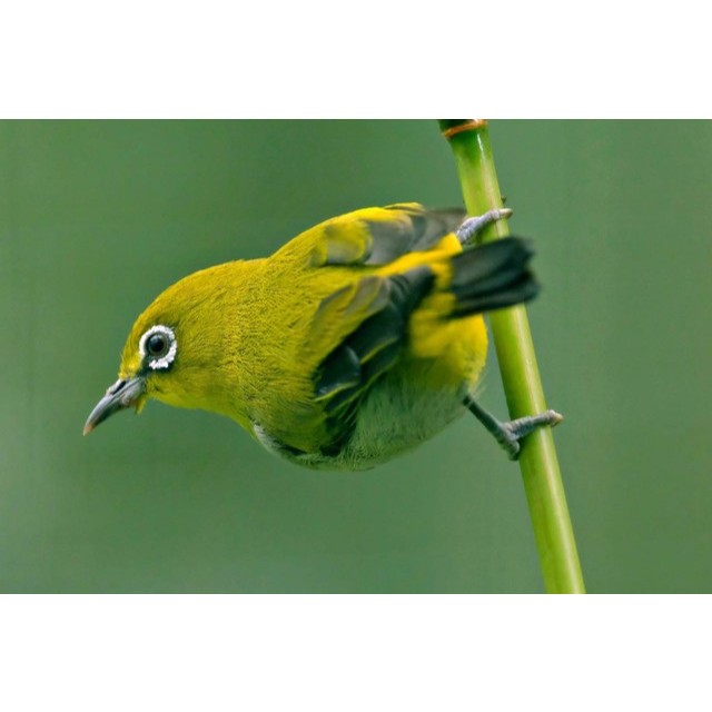 Pleci Auri Venter Bandung