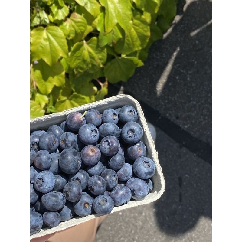 

blueberry bluminglav