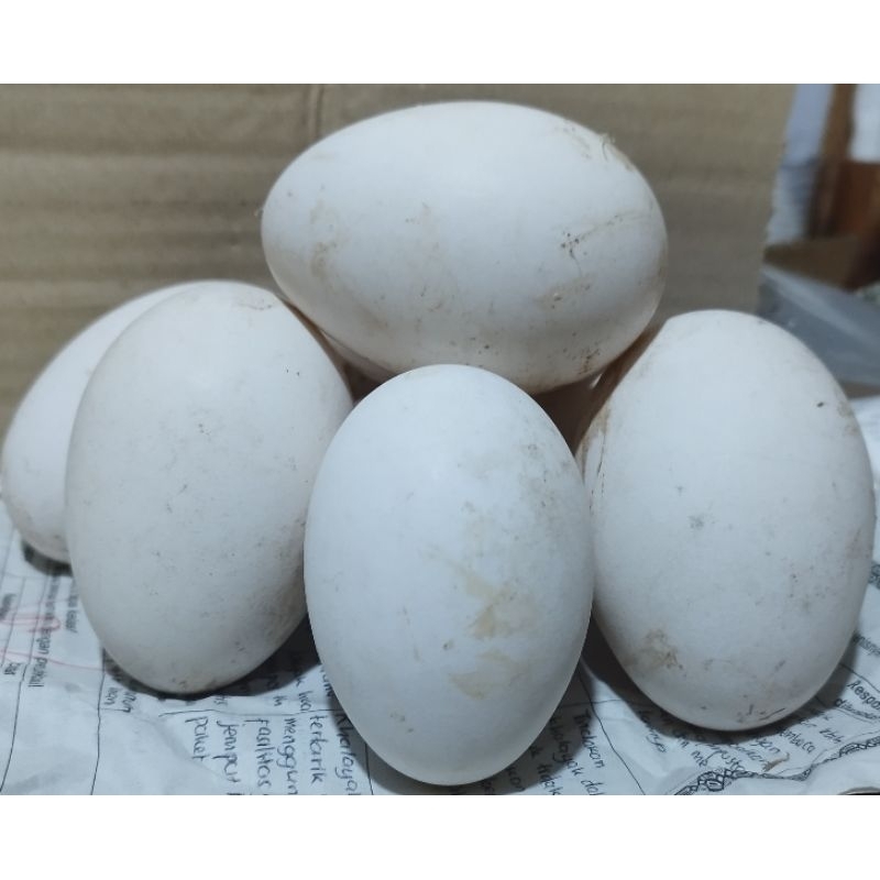 

Telor Angsa/Telor Soang Fresh 1Butir