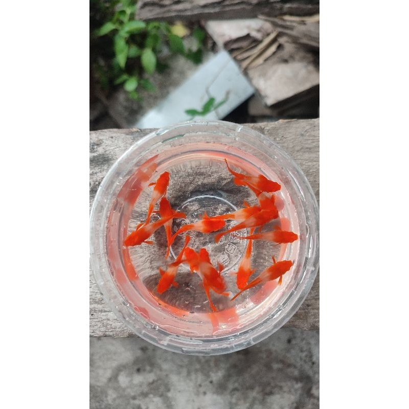 Hiasan ikan guppy albino koi red ear