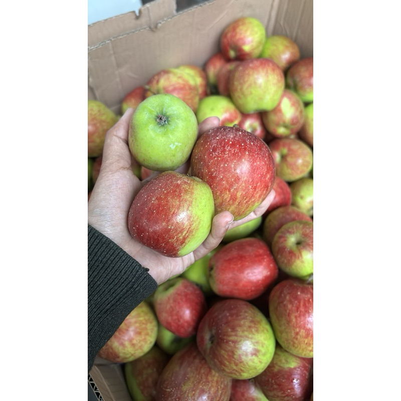 

Apel ana asam manis ukuran ABC campur isi 10-14 biji dalam 1kg js