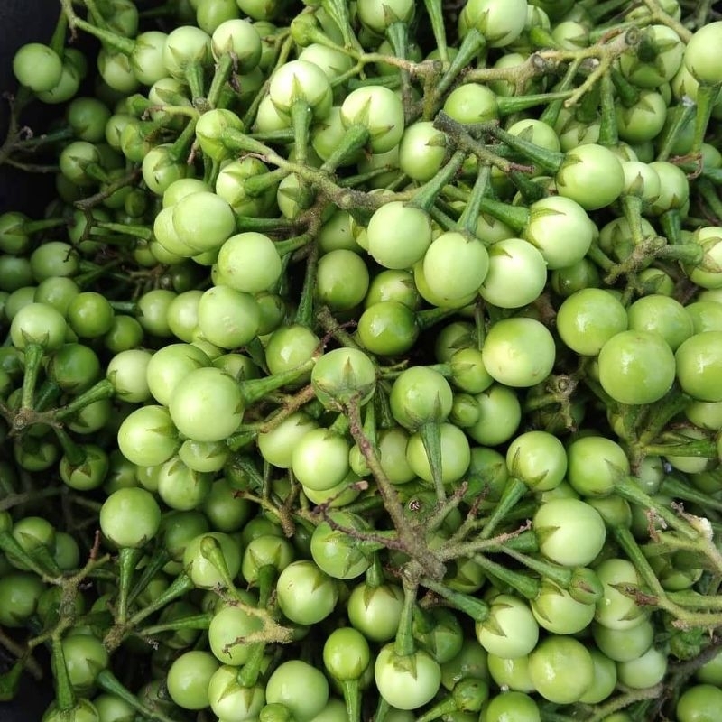 

buah cepokak/takokak,terong pipit