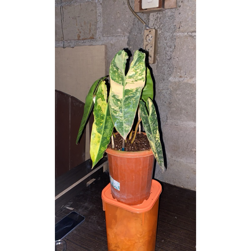 Philodendron billietiae variegata