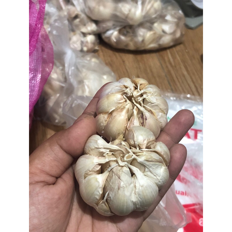 

bawangputihbonggol