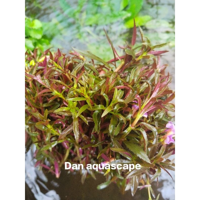 Limnophila aromatica tanaman aquascape