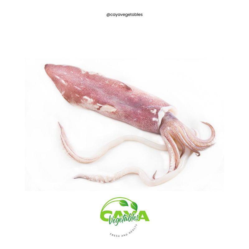 

Cumi Segar Utuh (Whole Squid) Medium +/- 14-15cm | CayaVegetables