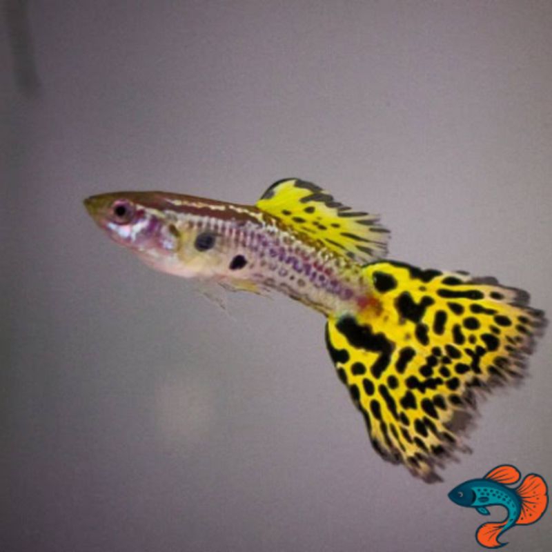 Guppy Yellow Cobra | Ikan Gupi Cantik Warna Warni
