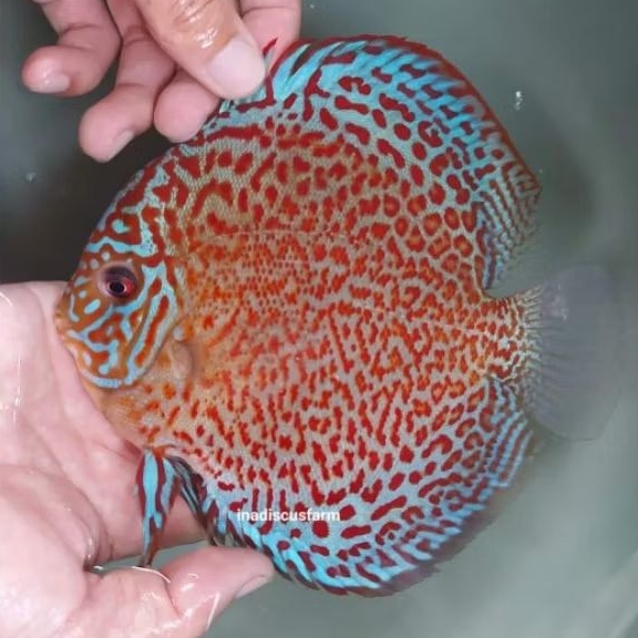 Discus Leopard Snake Skin 2 inch Grade A - Perawatan Aquarium