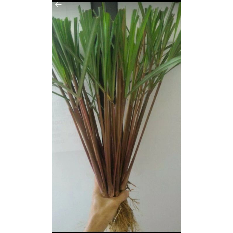 

New promo sereh wangi segar 500 grm serai merah lanang herbal