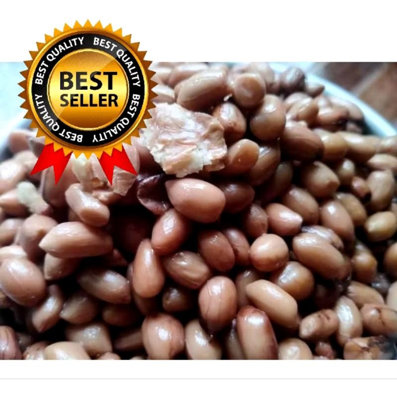 Umpan Ikan Bawal Kacang Presto / Umpan Bawal Galatama Kacang Presto Gacor