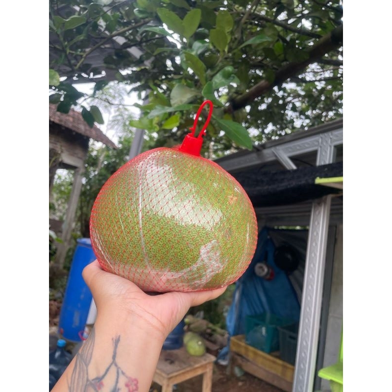 

JERUK PAMELO MADU ASLI PATI BERAT 4 KG ISI ( 3 BIJI/BUAH ).