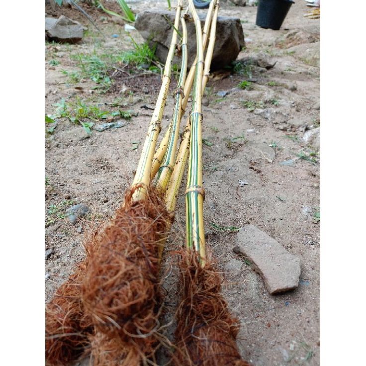 Bambu kuning pilihan tinggi 2 meter