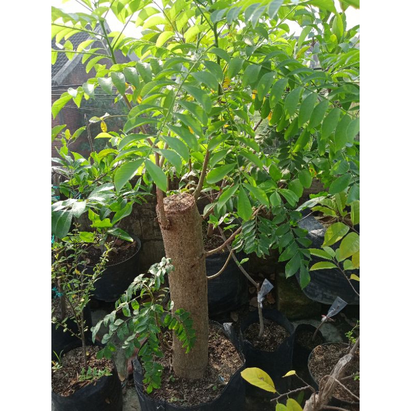 bonsai kedondong merah batang super jumbo