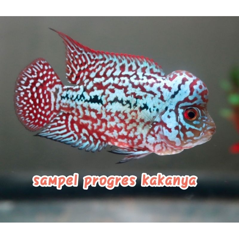 burayak red kamfa f2 import thailand