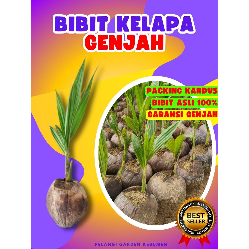 LANGSUNG PETANI.. Pokok Kelapa Genjah Entok Super Besar, Pokok Kelapa Halus, Pokok Kelapa Hijau Hibr