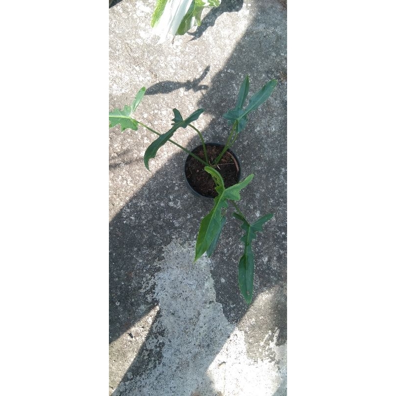 Philodendron Longilobatum