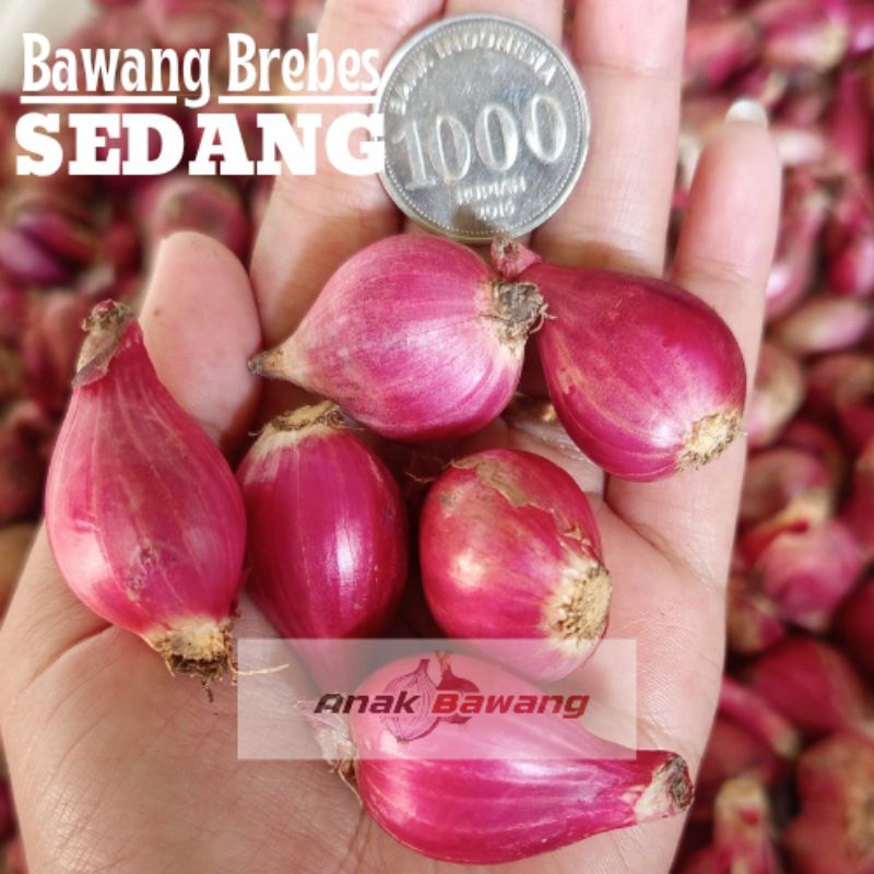 

[SEDANG] Bawang Merah Brebes Premium Ukuran SEDANG | COD GRATIS ONGKIR