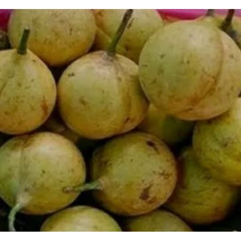 

buah pala tua segar/isi 1kg obat herbal & manisan redii