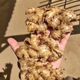 

jahe emprit 250 g kualitas terjamin