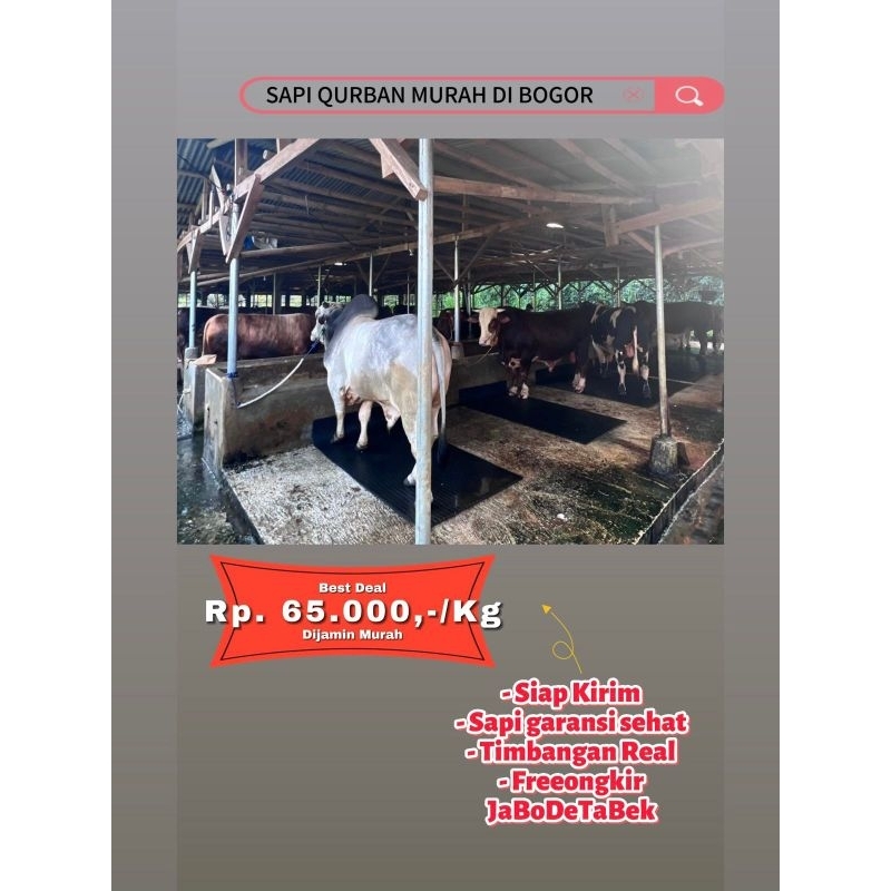 [MURAH] Sapi Jantan Qurban Kurban Idul Adha 2025