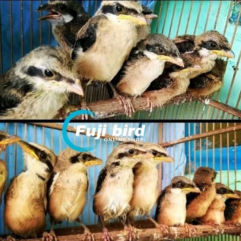 BURUNG PENTET CENTET ANAKAN LOLOHAN