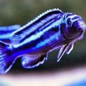 DEMASONI BIRU CICHLID paket 5 ekor