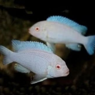 SNOW WHITE CICHLID paket 5 ekor