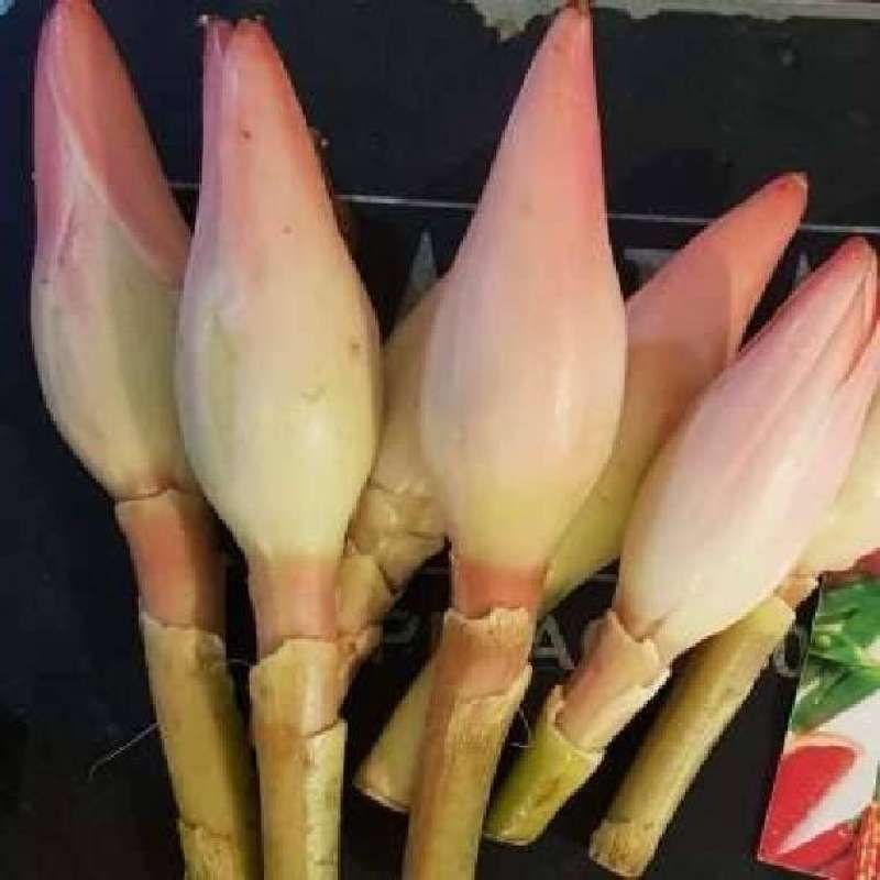 

BUNGA kECOMBRANG SEGAR