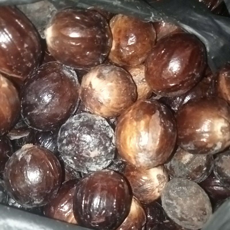 bibit biji pala siap semai