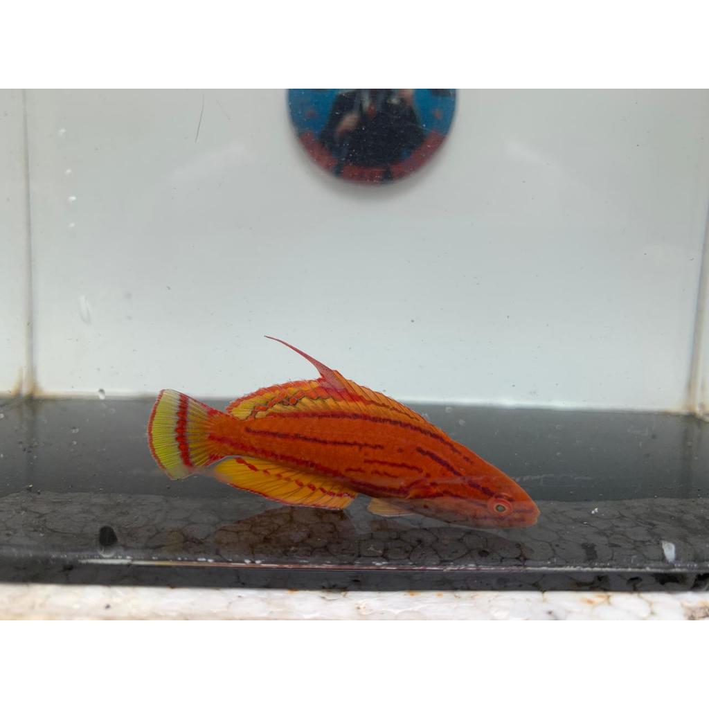 Dianfish / Charpenter Flasher Wrasse