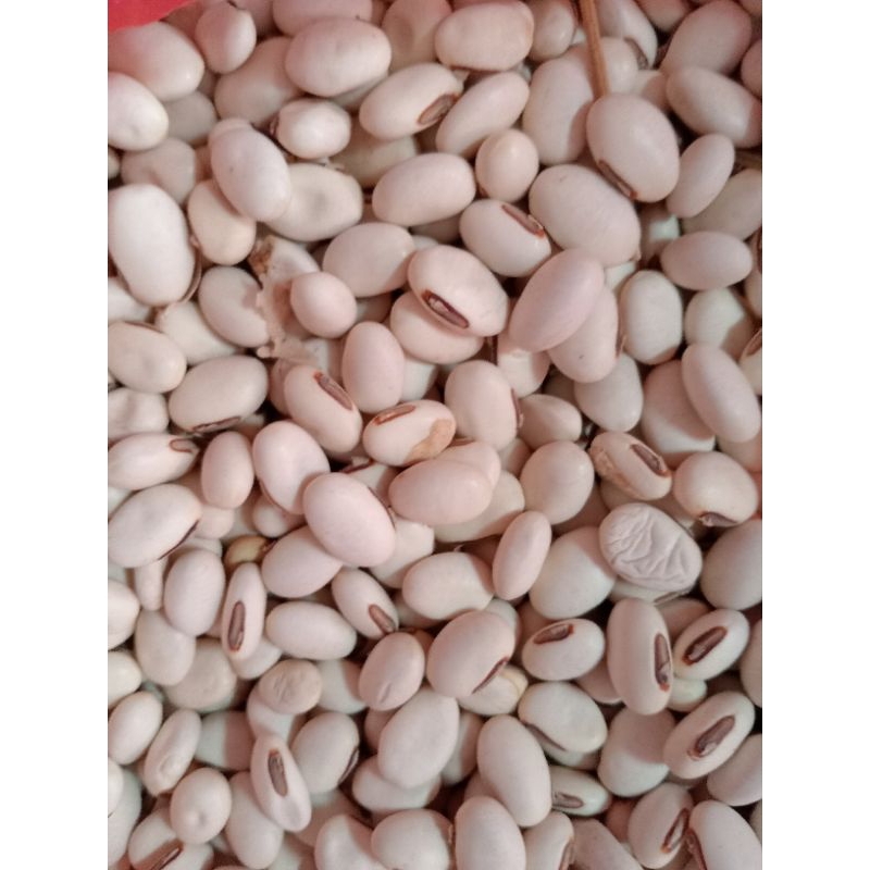 kacang koro  mentah ,Wonogiri 500 gram
