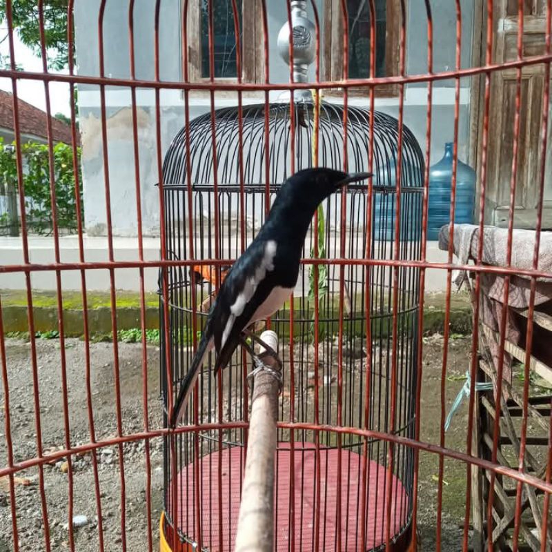 kacer mh aman pur jantan