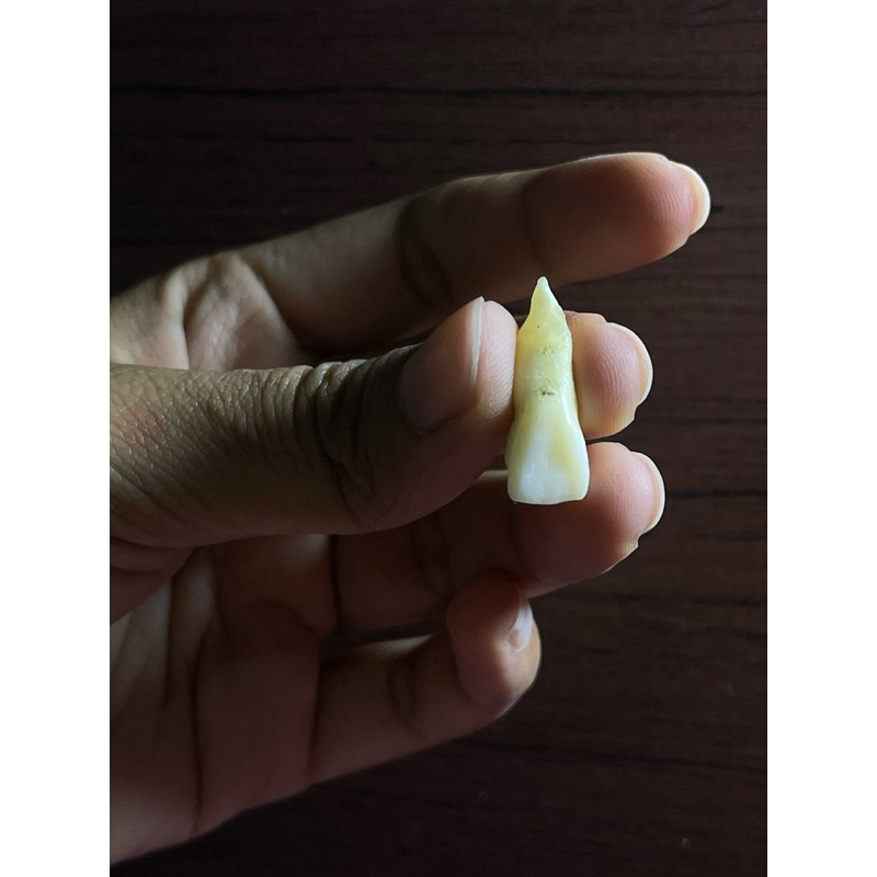 Gigi Praktikum Asli Kedokteran Gigi Anatomi