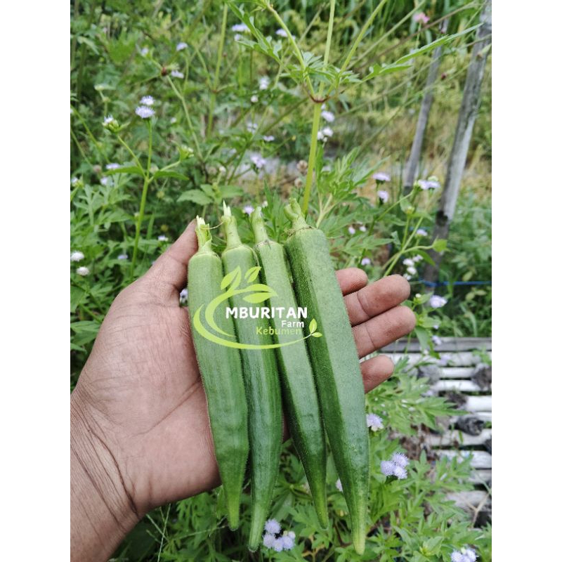 

Sayur Okra Hijau Kacang Bendi Sayur Okra Segar